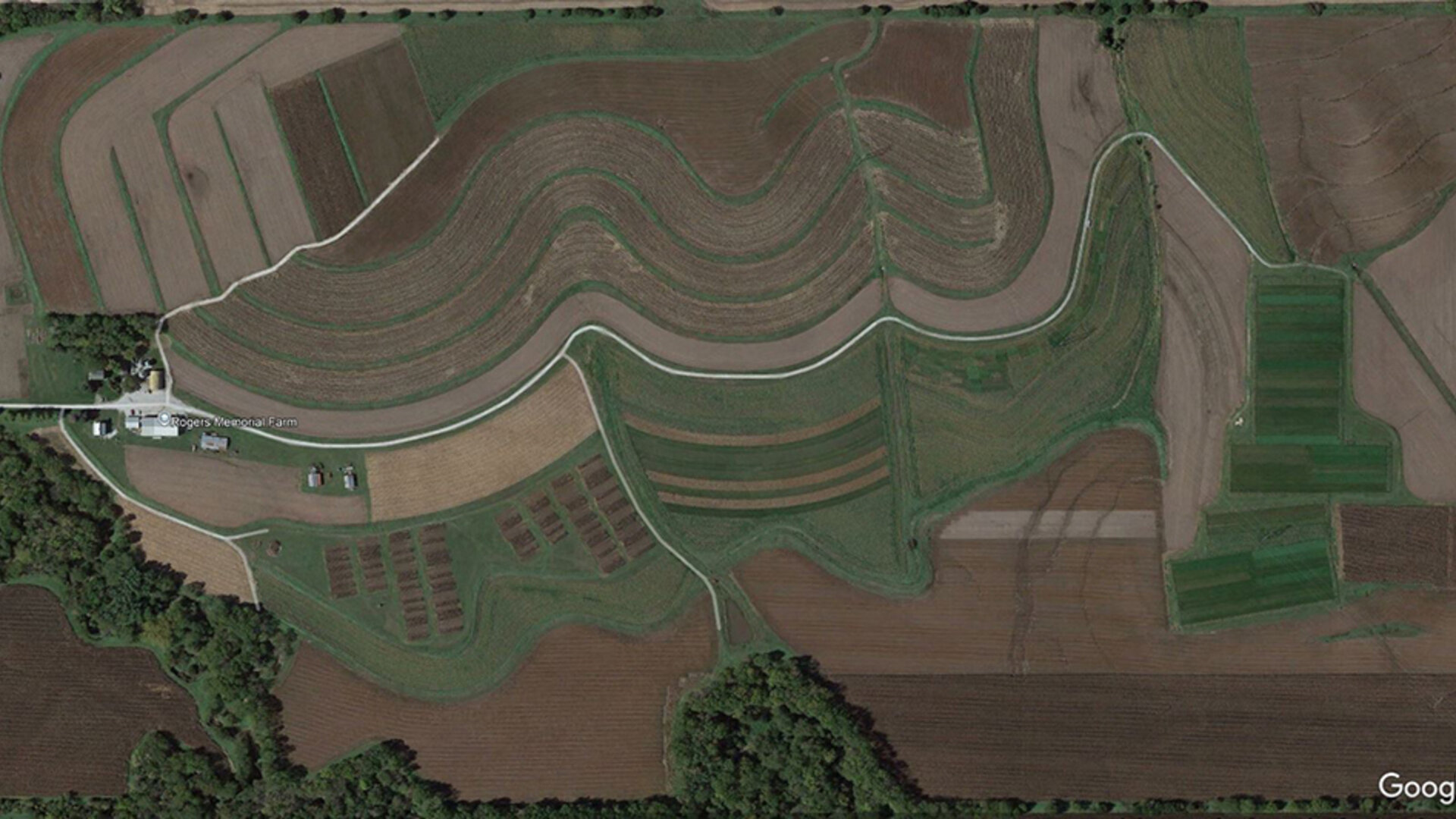 Physoderma Brown Spot | CropWatch | Nebraska