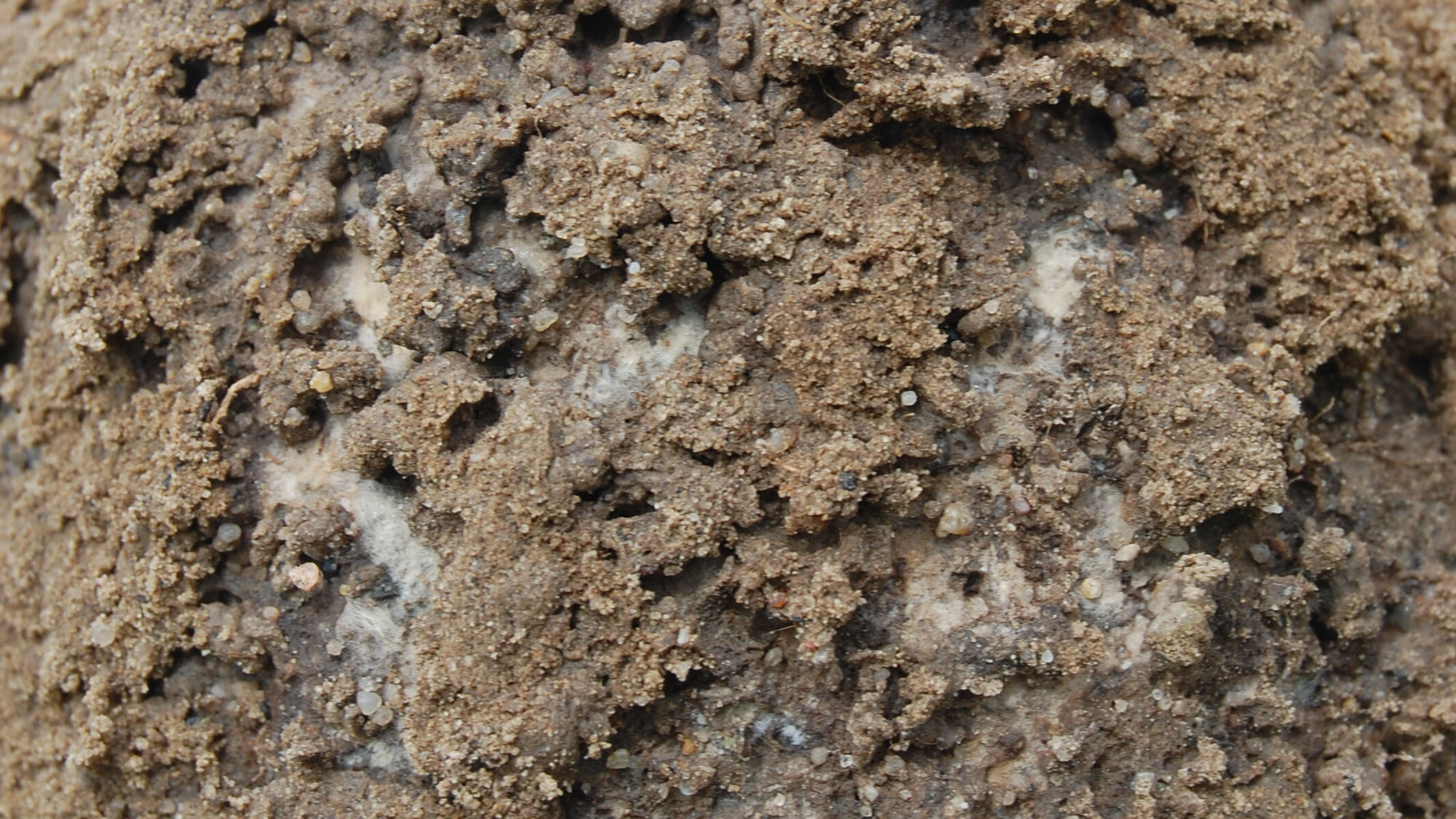 The First Identified Root Pathogen: Rhizoctonia | CropWatch | Nebraska