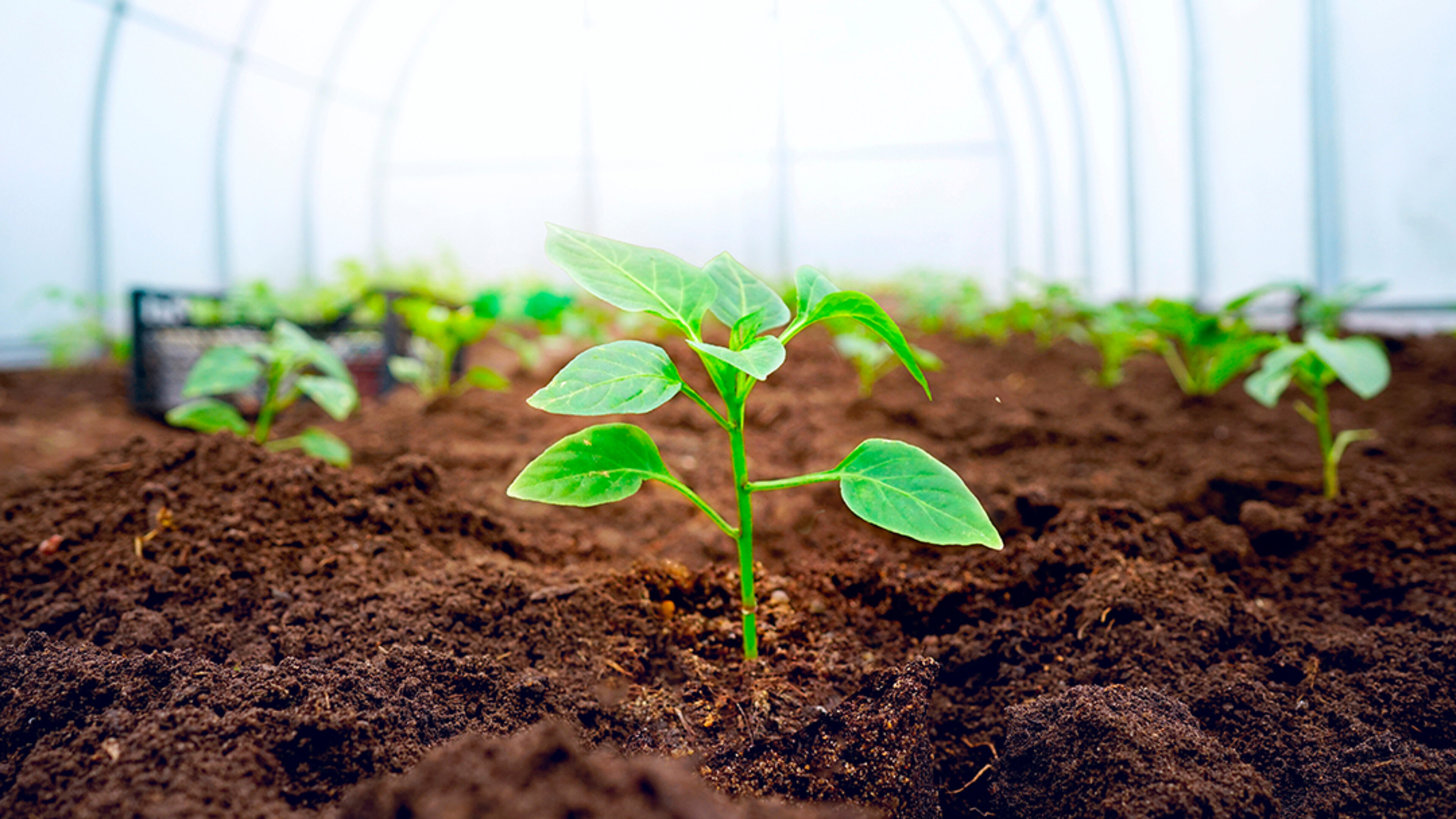 USDA to Gather Cash Rents Data | CropWatch | Nebraska