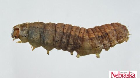 cutworm caterpillar