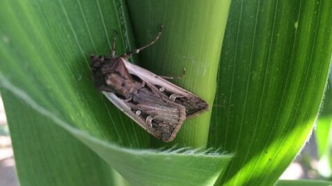 western bean cutworm moth