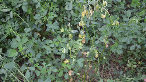 Alfalfa with girdled stems