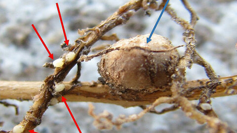 SCN nematodes