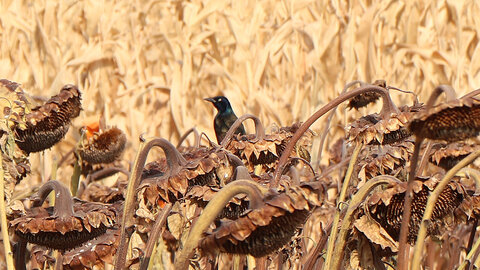 cowbird in sunflower field