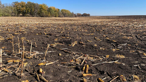 Corn residue burned in field