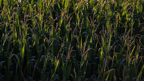 closeup of dark corn field