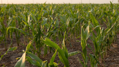 field of corn