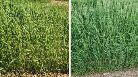 side by side comparison of Yankee rye and Elbon rye