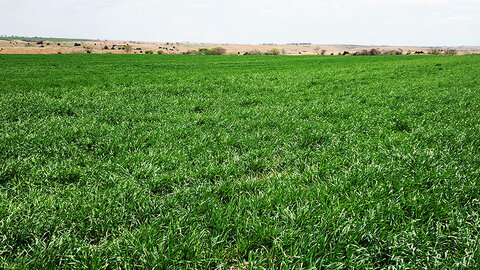 healthy green wheat field