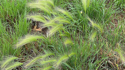 foxtail barley in pasture