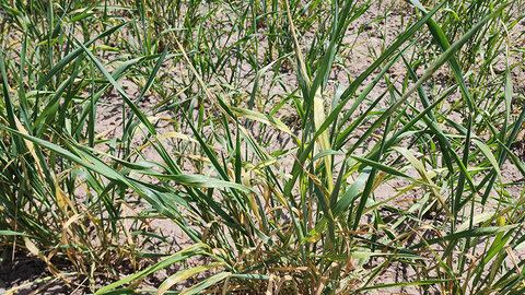 wheat with wheat streak mosaic