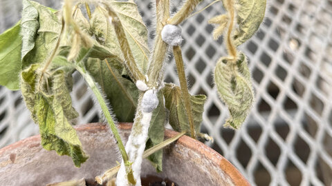 Soybean plant showing wilting and stem lesions with white, cottony fungal growth and sclerotia, typical of advanced white mold infection.