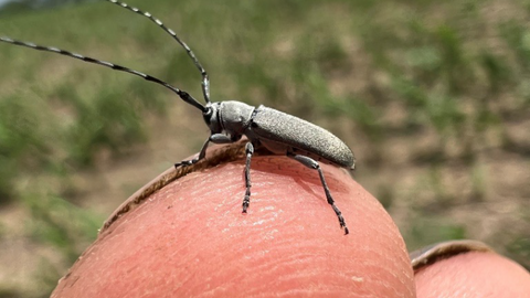 insect perched on top of man's fingers in field
