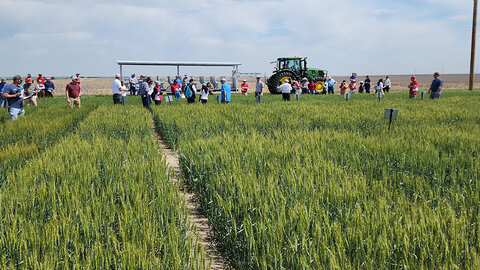 numerous people stand in wheat field during presentation