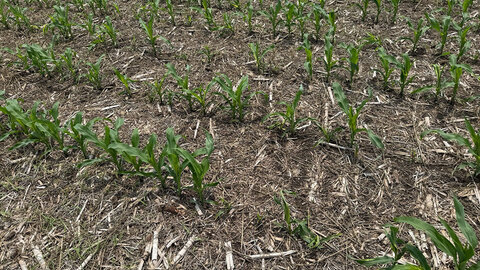 corn field with symptoms of infestation