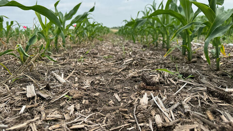 a row of underdeveloped corn next to normal row