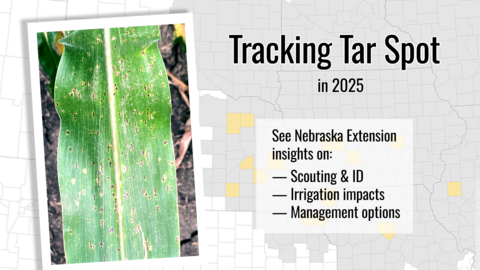 photo collage of tar spot map behind corn leaf and text about what's included in article