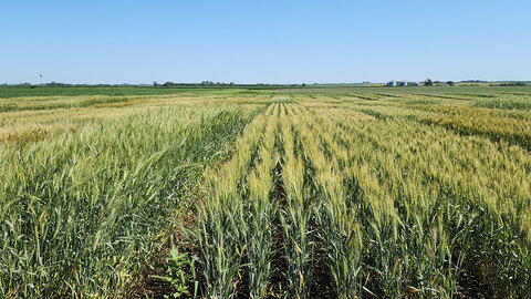maturing wheat field with yellowing heads 