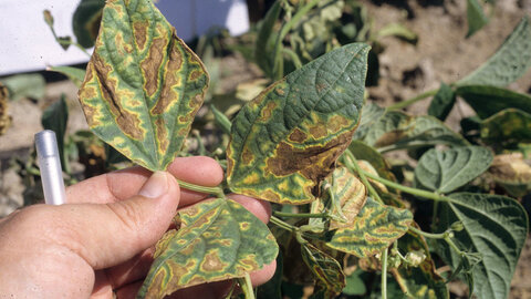 closeup of dry bean leaves with extensive browning and wilting from bacterial wilt infection