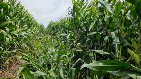 Cornfield with scattered lodging in the center rows, where plants have fallen over due to root damage caused by corn rootworm.