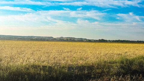 A forage field shows widespread yellowing and stubble following hail damage, with low vegetation and patchy regrowth under a bright blue sky with light clouds.