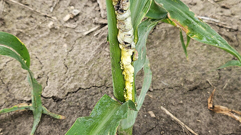 Corn plant with large, swollen galls caused by common smut, forming along the stalk and leaf midrib with dark fungal spores beginning to emerge.