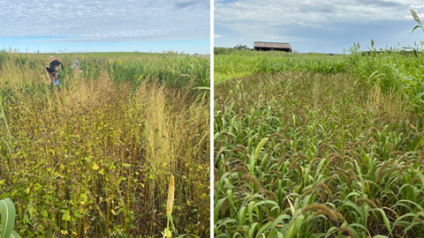 side by side comparison of cover crop fields in summer