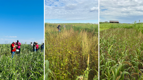 Three side-by-side photos of summer cover crop plots. The left image shows researchers taking field measurements in a tall sorghum-sudangrass stand under a clear blue sky. The center image features a diverse mix with buckwheat, millet, and sunflowers. The right image shows a dense stand of foxtail millet under cloudy skies near a barn.