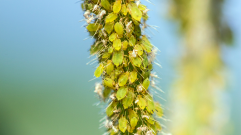 magnified photo of tiny yellow and light green soybean aphids cling to soybean stem