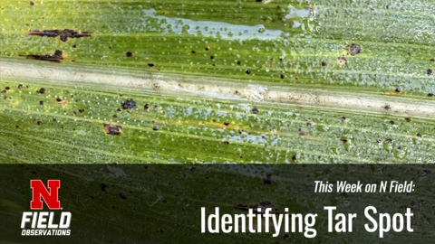 Close-up of a corn leaf with dark tar spot lesions scattered across the surface, used in an N Field Observations video on identifying the disease.