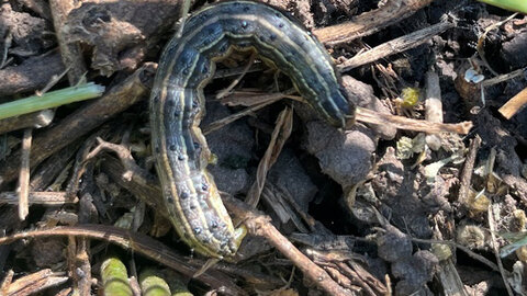 fall armyworm with distinctive white and dark green stripes and dots across body