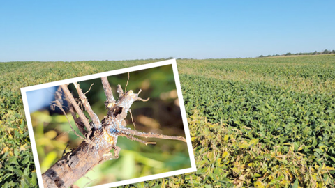 Soybean field with sudden death syndrome symptoms, inset close-up showing blue fungal growth on infected roots.
