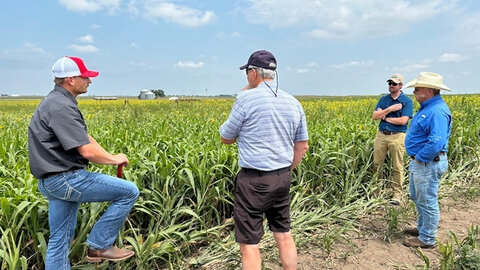 Sorghum plants dominate a tall cover crop mix in August 2024.