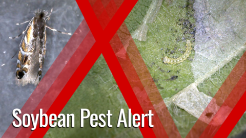 Split graphic with 'Soybean Pest Alert' over images of an adult soybean tentiform leafminer on leaf and larva on leaf
