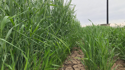 Close-up of cereal rye ‘Elbon’ on the left and winter wheat on the right growing in dry, cracked soil at the Eastern Nebraska Research, Extension and Education Center as plants mature.