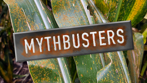 Metallic MythBusters-style title plate with rusted edges over a close-up photo of corn leaves showing orange southern rust pustules.