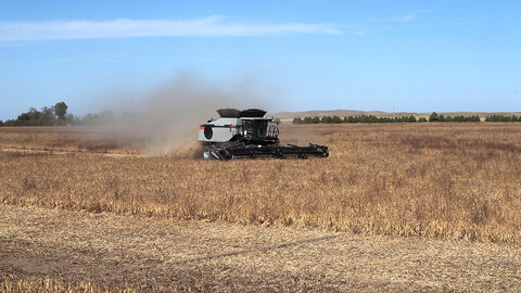 A combine harvests dry beans in a dry Nebraska field, raising a cloud of dust under a clear blue sky.