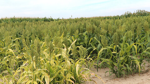 A field of standing milo with green seedheads and some yellowing lower leaves, growing in dry, sandy soil under a light blue sky.