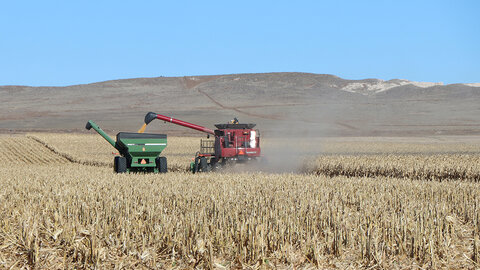 A combine unloads corn into a grain cart during harvest in a dry, open field with hills in the background under a clear blue sky.
