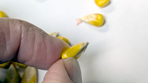 Shriveled yellow corn kernel with a pinched base held between two fingers, showing poor fill and stress-related kernel development issues.