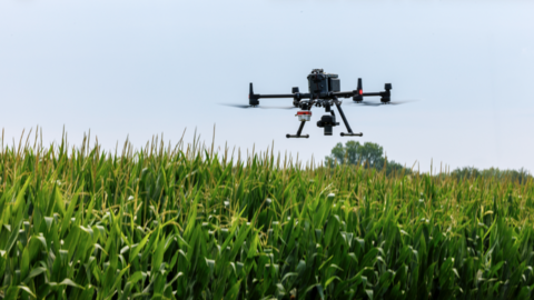 Drone flies over corn field in mid-summer with blue skies overhead