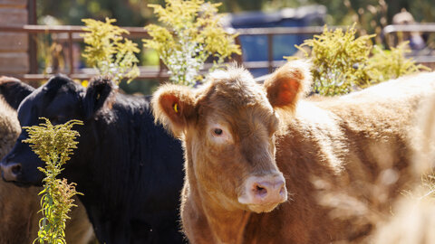 A close-up of cattle, with the heads of a black cow and brown cow visible.