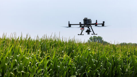 A drone hovers above a cornfield.