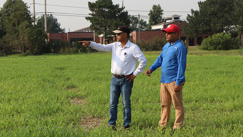 Two researchers stand in a proso millet field, one pointing across the plot, with buildings and trees visible in the background.