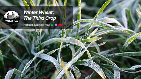 Frost-covered winter wheat leaves at early growth stage with overlay text reading “Winter Wheat: The Third Crop” and podcast availability icons.