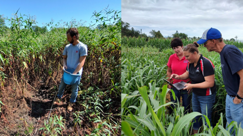 Split image with person on left collecting soil from a pit in a field. At right, three people examining crops and data on a tablet in a field.