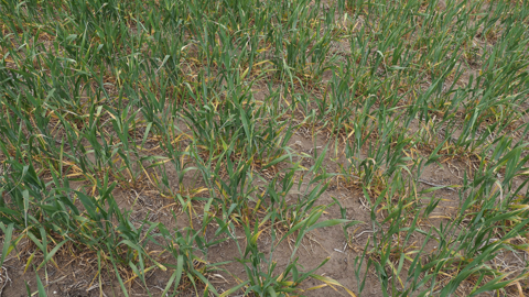 Dry soil with sparse green grass and yellowing plants scattered across the ground.