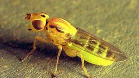 A small colorful fly with yellow body, striped wings, and large reddish eyes on a greenish surface.