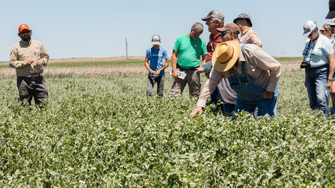 Group examining field pea crops in a green field under a clear blue sky.