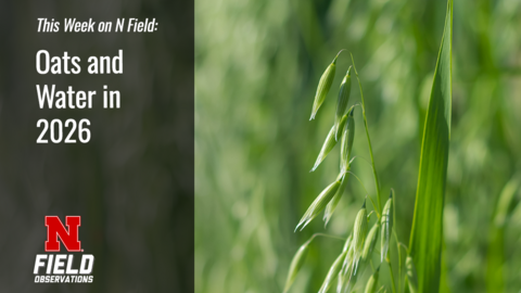 Green oat plants in focus with blurred background and text overlay on the left. 